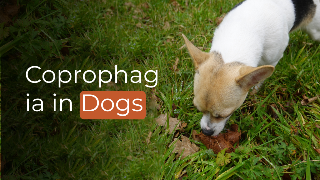 Coprophagia in Dogs Coprophagia in Dogs